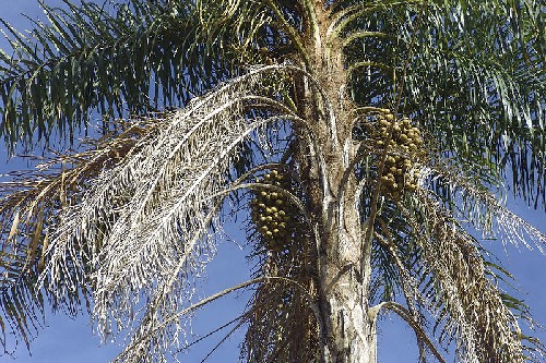 Macaw Palm Fruit on Tree